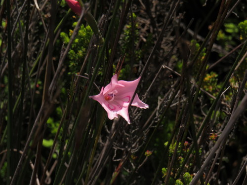Image of Gladiolus pappei by (c) Jeremy Gilmore, some rights reserved (CC BY)