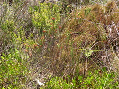 Erica pilulifera