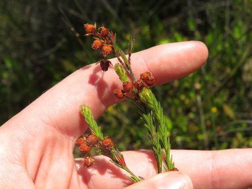Image of Erica pilulifera by (c) Jeremy Gilmore, some rights reserved (CC BY)