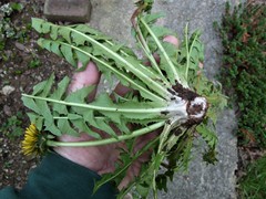 Taraxacum pallescens