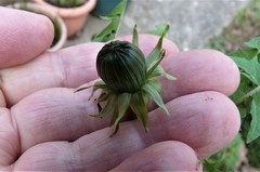 Taraxacum pallescens