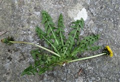 Taraxacum pallescens