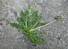 Taraxacum pallescens