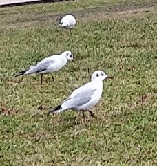 Chroicocephalus ridibundus