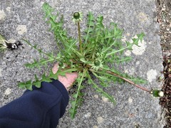 Taraxacum pannulatum