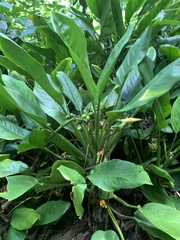 Curcuma longa