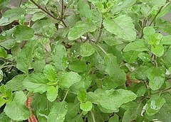 Ocimum americanum