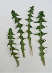 Taraxacum pannulatum