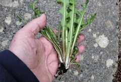 Taraxacum pannulatum