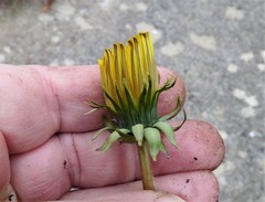 Taraxacum pannulatum