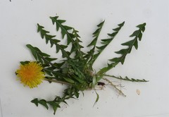 Taraxacum piceatum