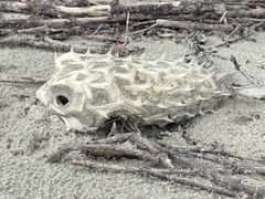 Chilomycterus spinosus