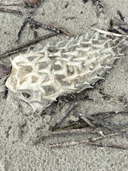 Chilomycterus spinosus