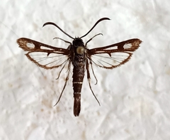 Pyropteron