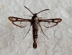 Chamaesphecia bibioniformis
