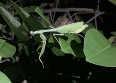 Stagmomantis theophila