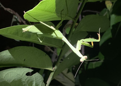 Stagmomantis theophila