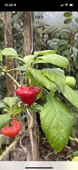 Capsicum baccatum