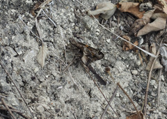 Chioides iverna