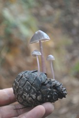 Baeospora