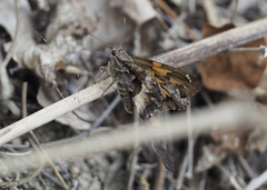 Chioides iverna