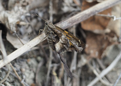 Chioides iverna