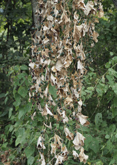 Cissampelos tropaeolifolia