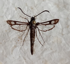 Pyropteron leucomelaenum