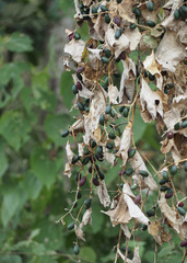Cissampelos tropaeolifolia