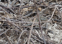 Medopheos edracanthus