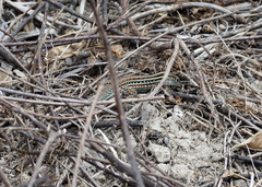 Medopheos edracanthus