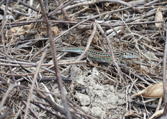 Medopheos edracanthus