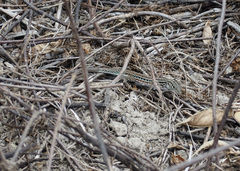 Medopheos edracanthus