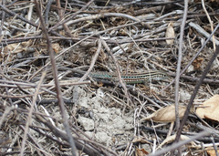 Medopheos edracanthus