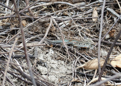 Medopheos edracanthus