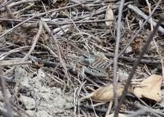 Medopheos edracanthus