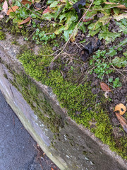 Scleropodium cespitans