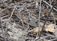 Medopheos edracanthus