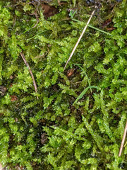 Scleropodium cespitans