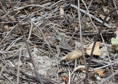 Medopheos edracanthus