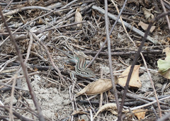 Medopheos edracanthus