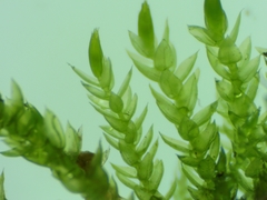 Scleropodium cespitans