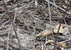 Medopheos edracanthus