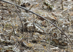 Medopheos edracanthus