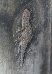 Phyllodactylus reissii