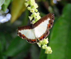 Nymphidium trinidadi
