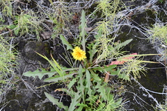 Taraxacum longicorne