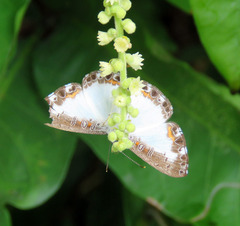 Nymphidium trinidadi