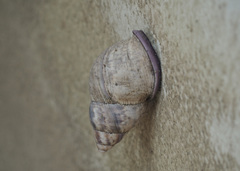 Porphyrobaphe iostoma