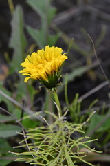 Taraxacum longicorne